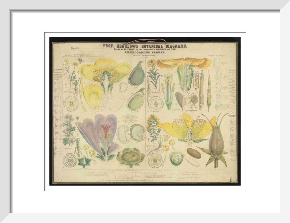 Professor Henslow's Botanical Diagrams: Sheet 1 - Art print