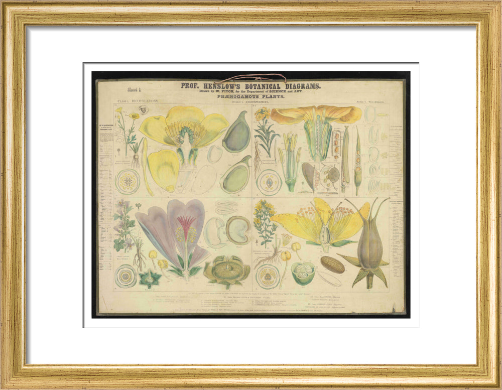 Professor Henslow's Botanical Diagrams: Sheet 1 - Art print