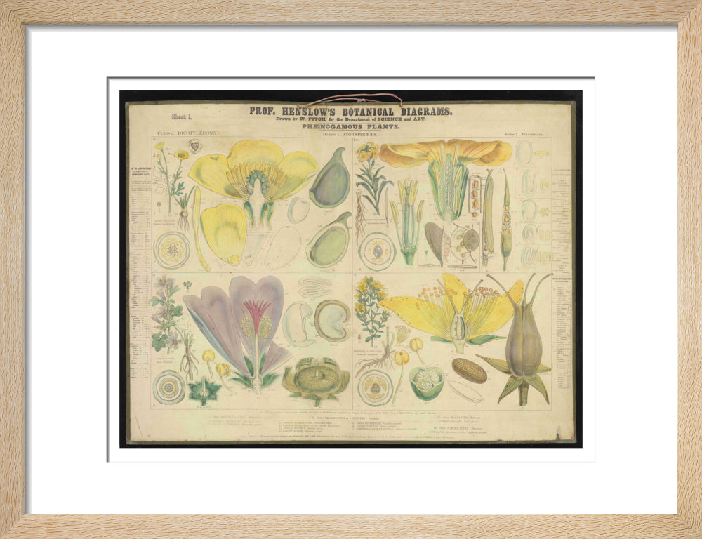 Professor Henslow's Botanical Diagrams: Sheet 1 - Art print