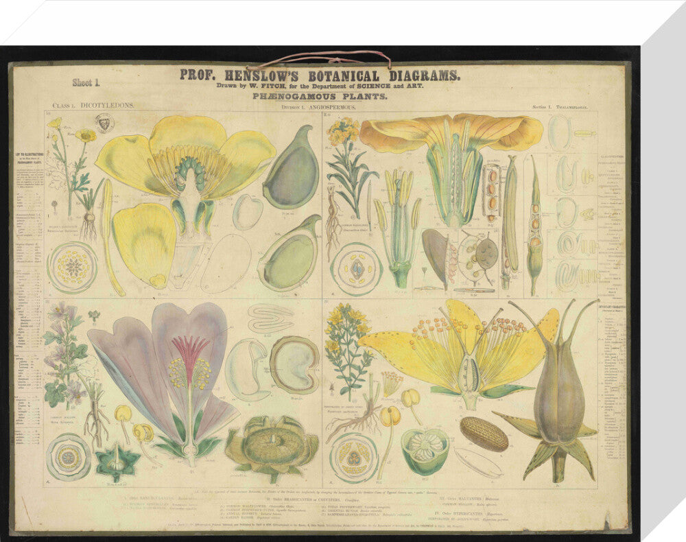 Professor Henslow's Botanical Diagrams: Sheet 1 - Art print