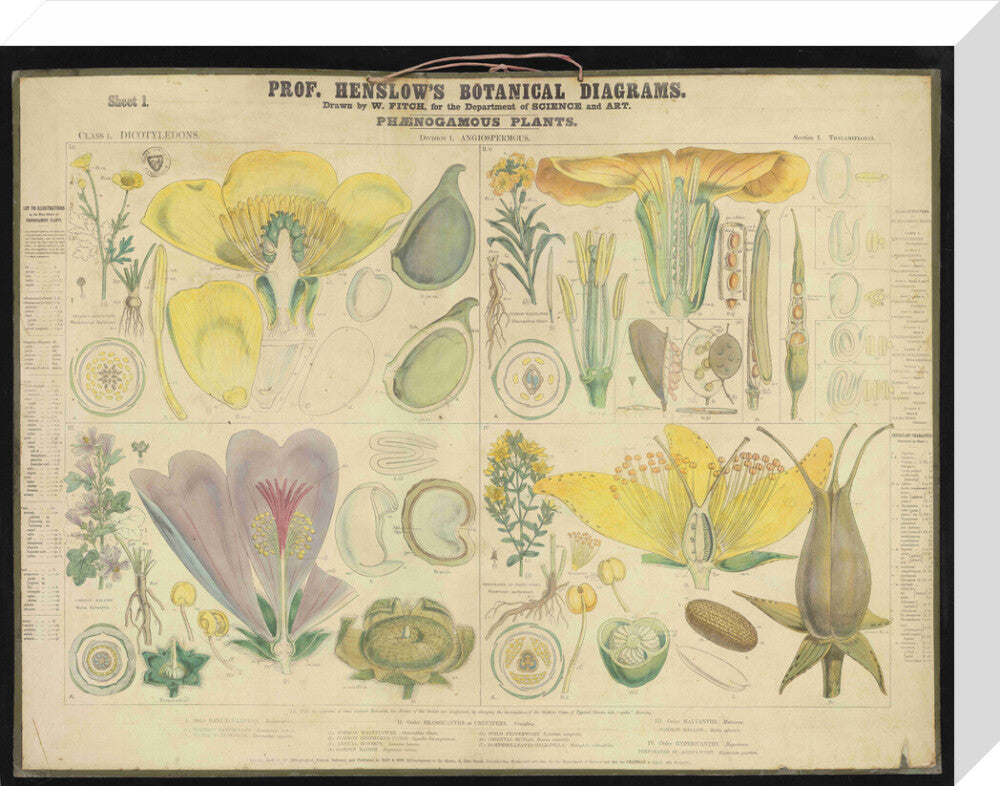 Professor Henslow's Botanical Diagrams: Sheet 1 - Art print