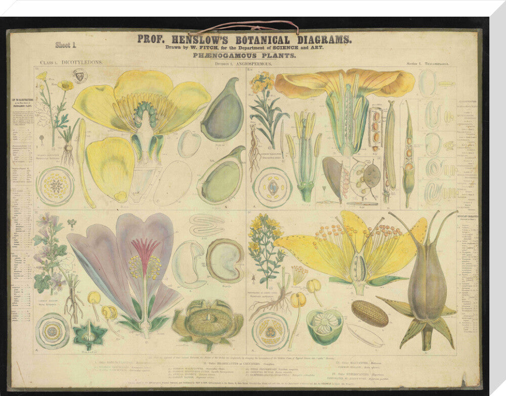 Professor Henslow's Botanical Diagrams: Sheet 1 - Art print