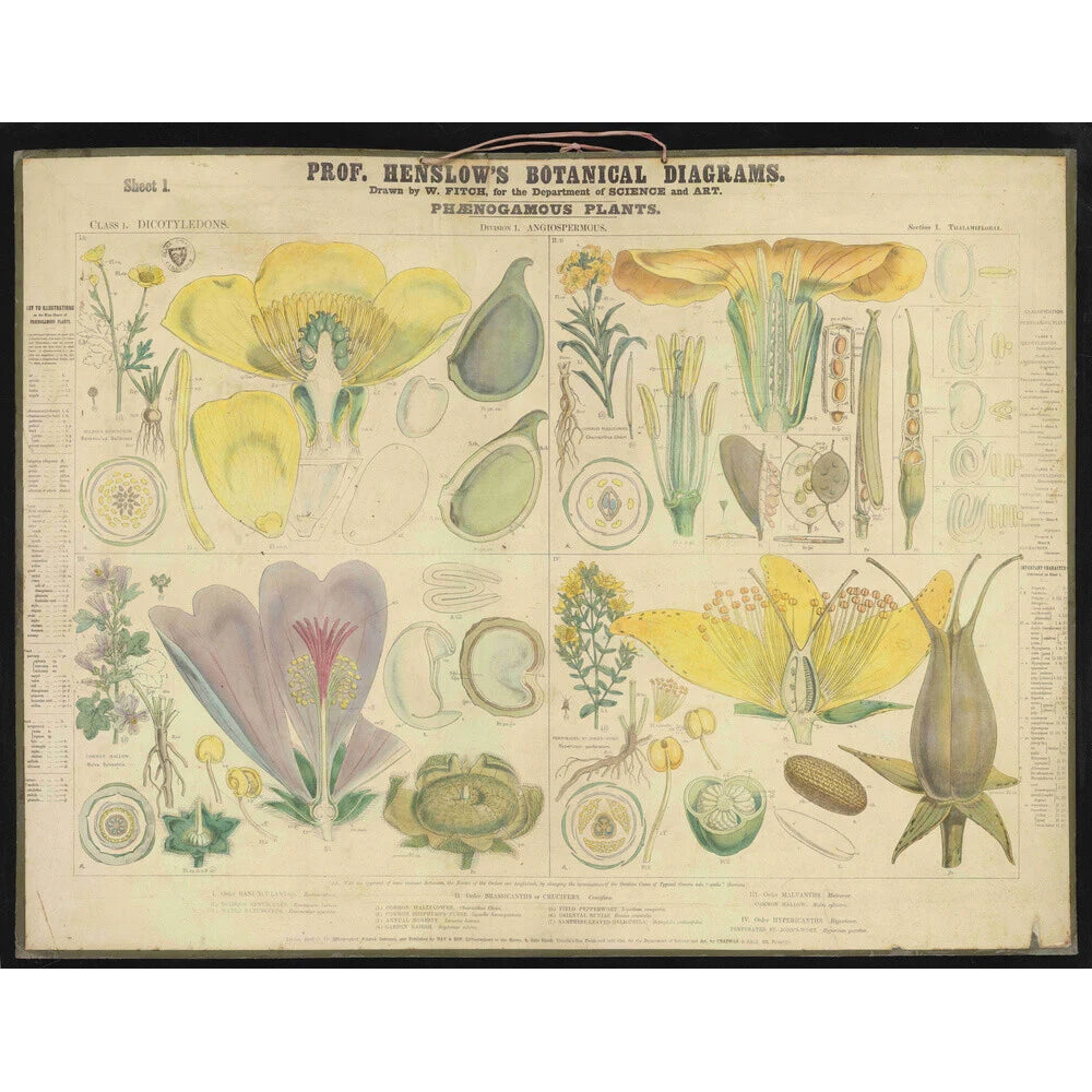 Professor Henslow's Botanical Diagrams: Sheet 1 - Art print