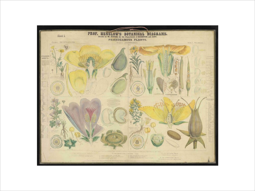 Professor Henslow's Botanical Diagrams: Sheet 1 - Art print
