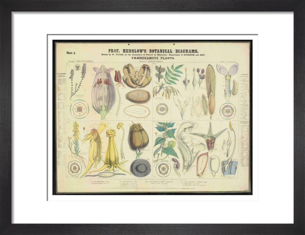 Professor Henslow's Botanical Diagrams: Sheet 4 - Art print