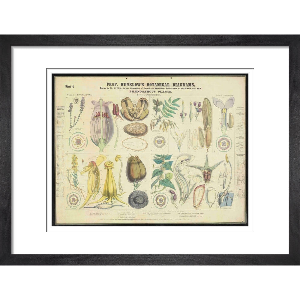Professor Henslow's Botanical Diagrams: Sheet 4 - Art print