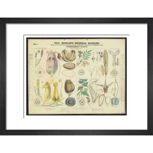 Professor Henslow's Botanical Diagrams: Sheet 4 - Art print