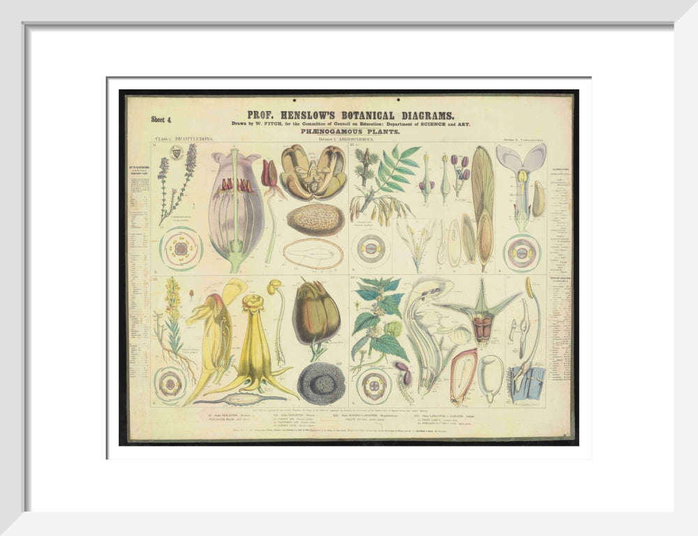 Professor Henslow's Botanical Diagrams: Sheet 4 - Art print