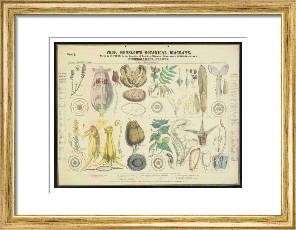Professor Henslow's Botanical Diagrams: Sheet 4 - Art print