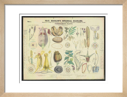 Professor Henslow's Botanical Diagrams: Sheet 4 - Art print