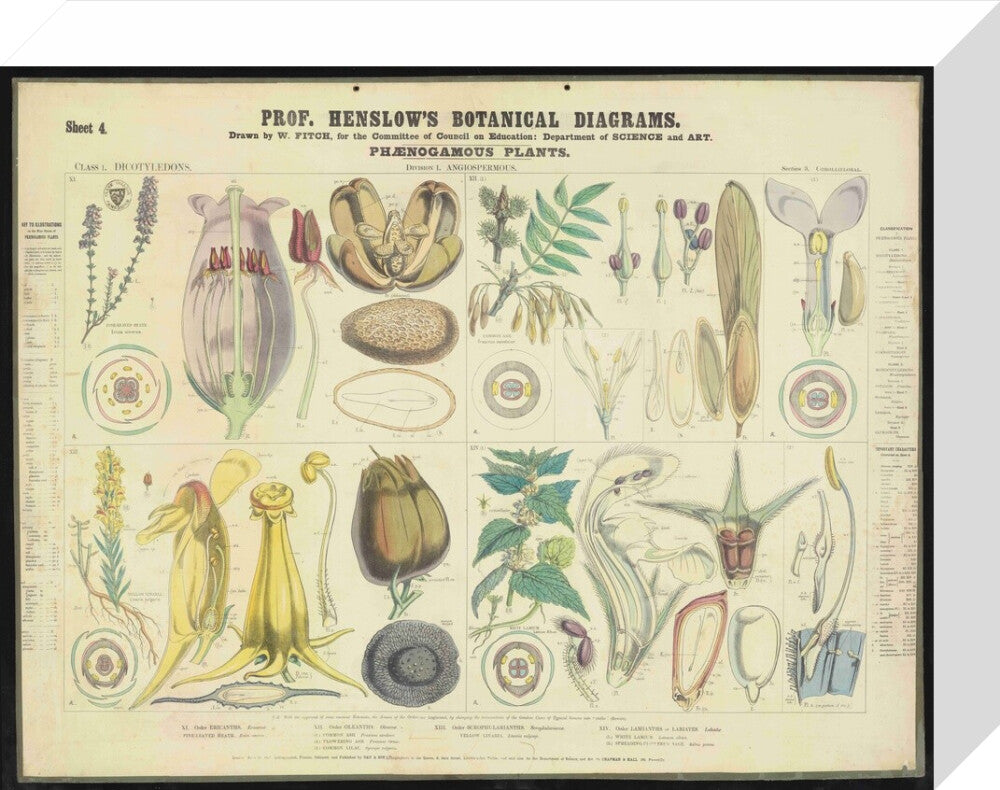 Professor Henslow's Botanical Diagrams: Sheet 4 - Art print