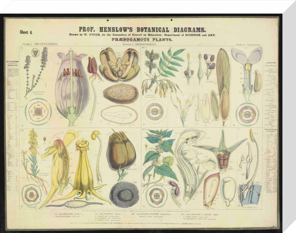 Professor Henslow's Botanical Diagrams: Sheet 4 - Art print