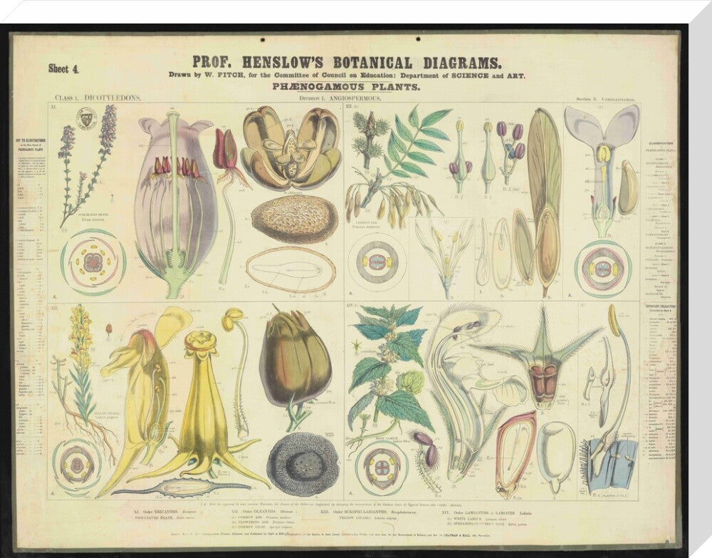 Professor Henslow's Botanical Diagrams: Sheet 4 - Art print