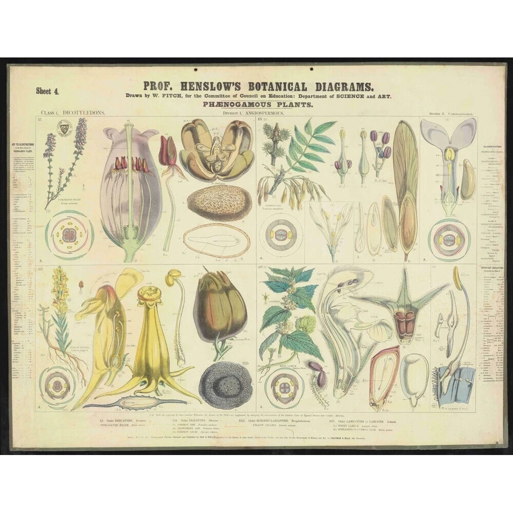 Professor Henslow's Botanical Diagrams: Sheet 4 - Art print