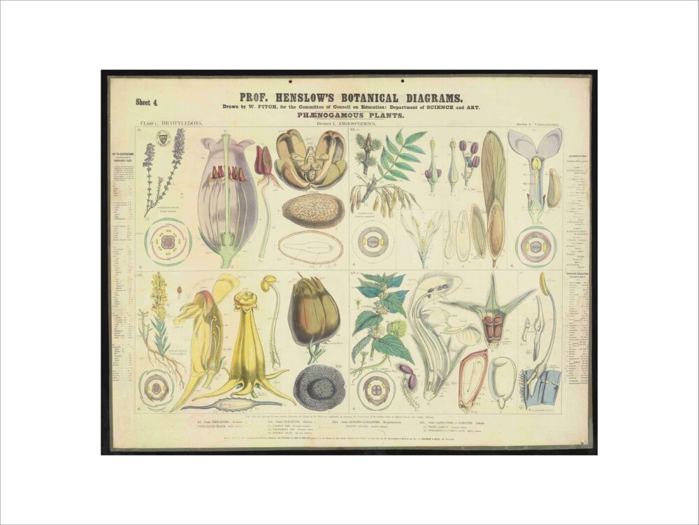 Professor Henslow's Botanical Diagrams: Sheet 4 - Art print