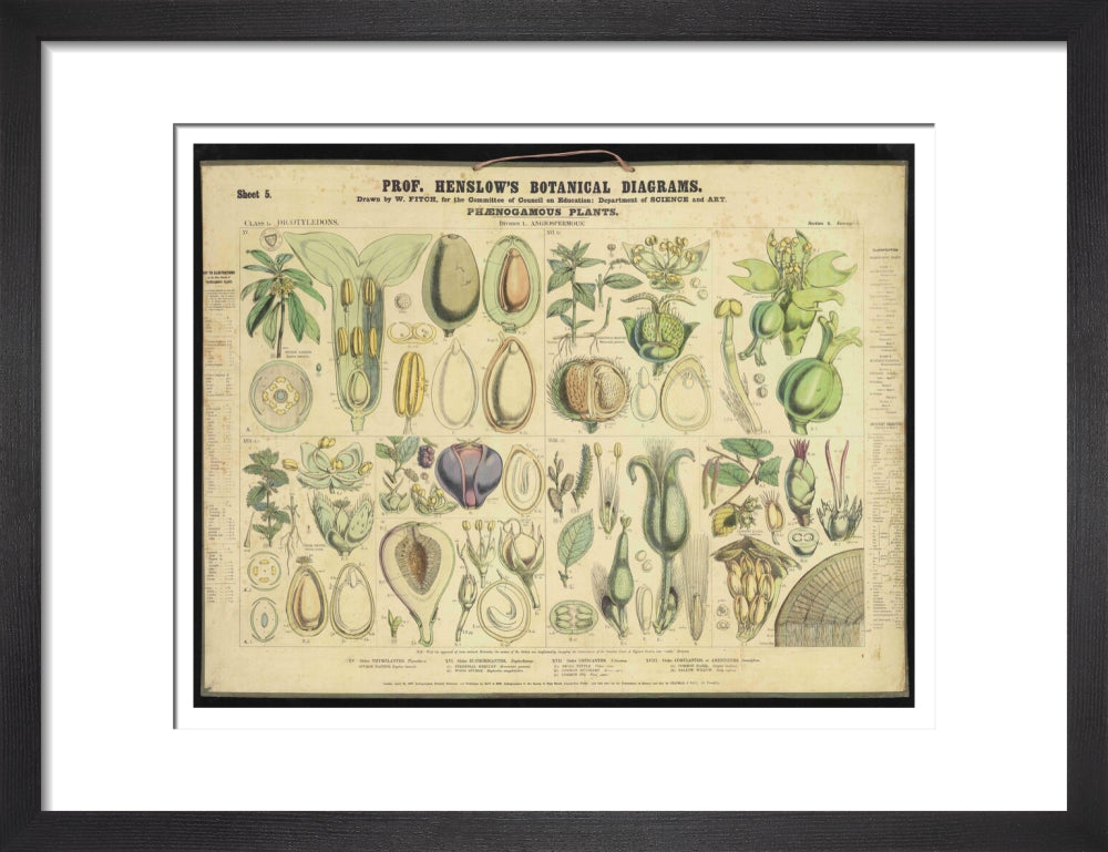 Professor Henslow's Botanical Diagrams: Sheet 5 - Art print