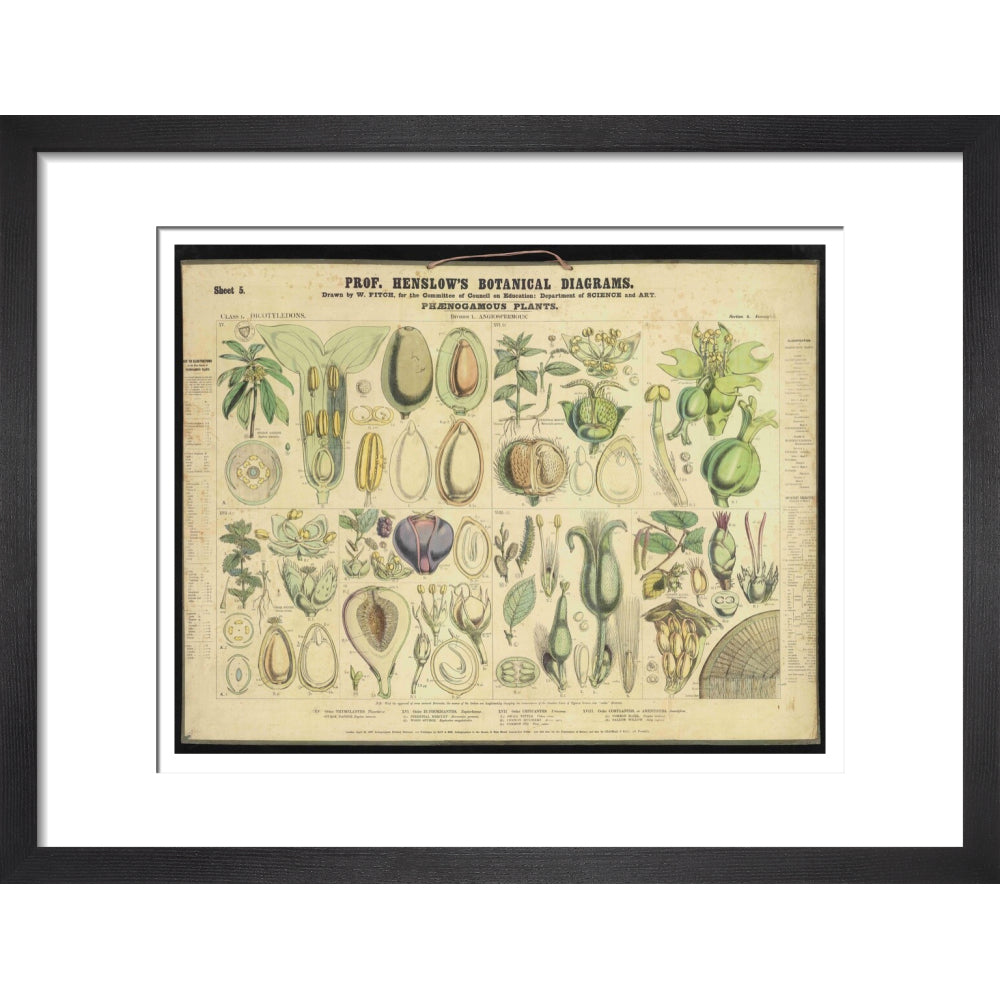 Professor Henslow's Botanical Diagrams: Sheet 5 - Art print