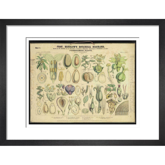 Professor Henslow's Botanical Diagrams: Sheet 5 - Art print