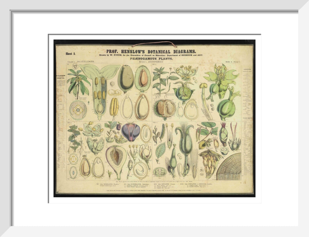 Professor Henslow's Botanical Diagrams: Sheet 5 - Art print