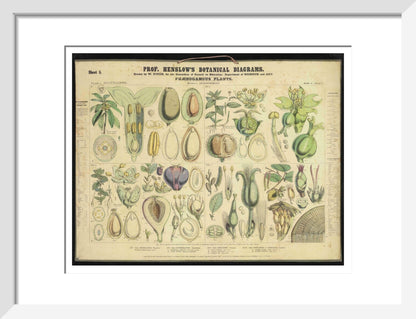Professor Henslow's Botanical Diagrams: Sheet 5 - Art print