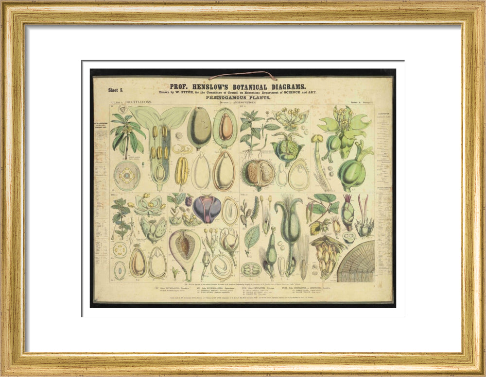 Professor Henslow's Botanical Diagrams: Sheet 5 - Art print