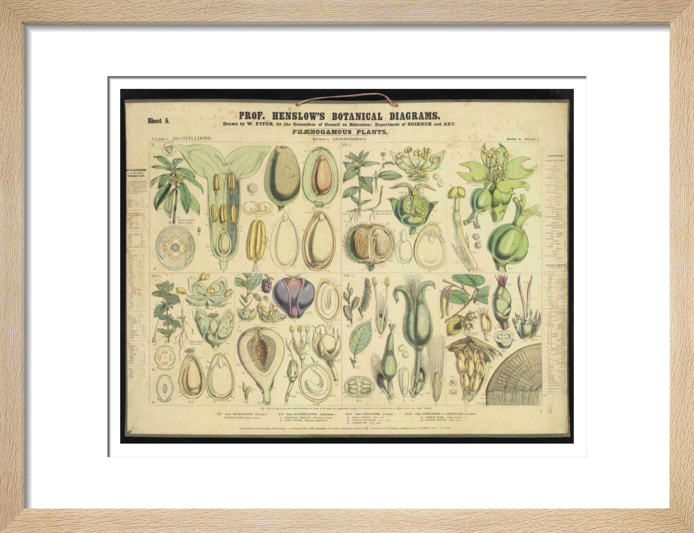 Professor Henslow's Botanical Diagrams: Sheet 5 - Art print