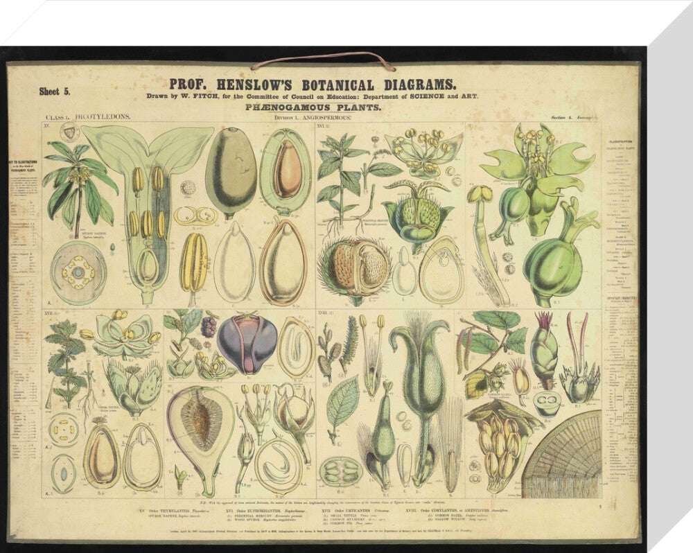 Professor Henslow's Botanical Diagrams: Sheet 5 - Art print