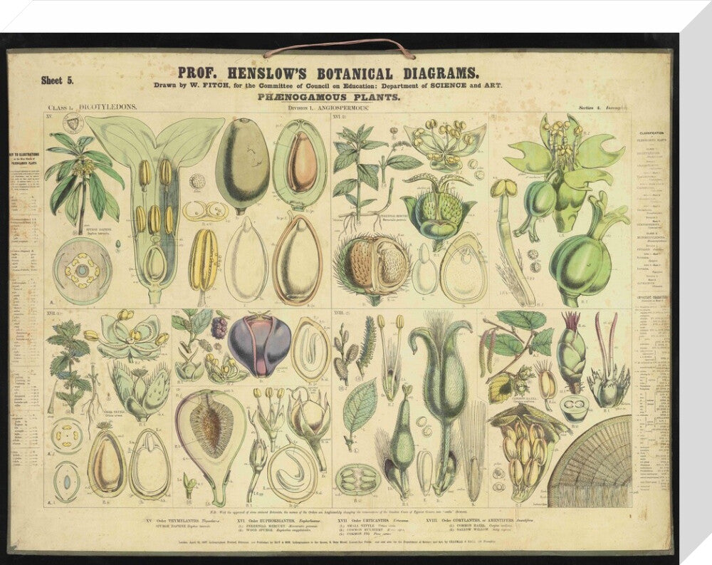 Professor Henslow's Botanical Diagrams: Sheet 5 - Art print