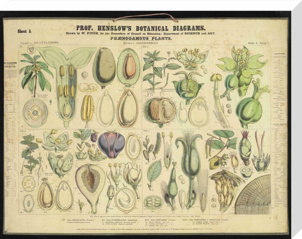 Professor Henslow's Botanical Diagrams: Sheet 5 - Art print