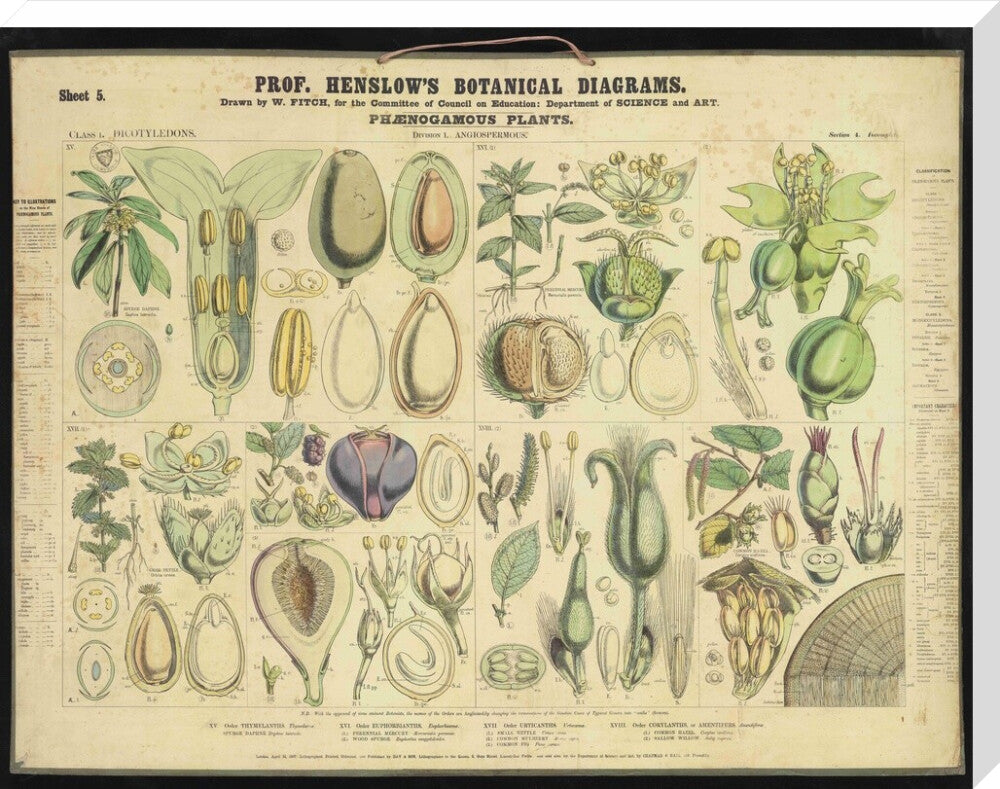 Professor Henslow's Botanical Diagrams: Sheet 5 - Art print