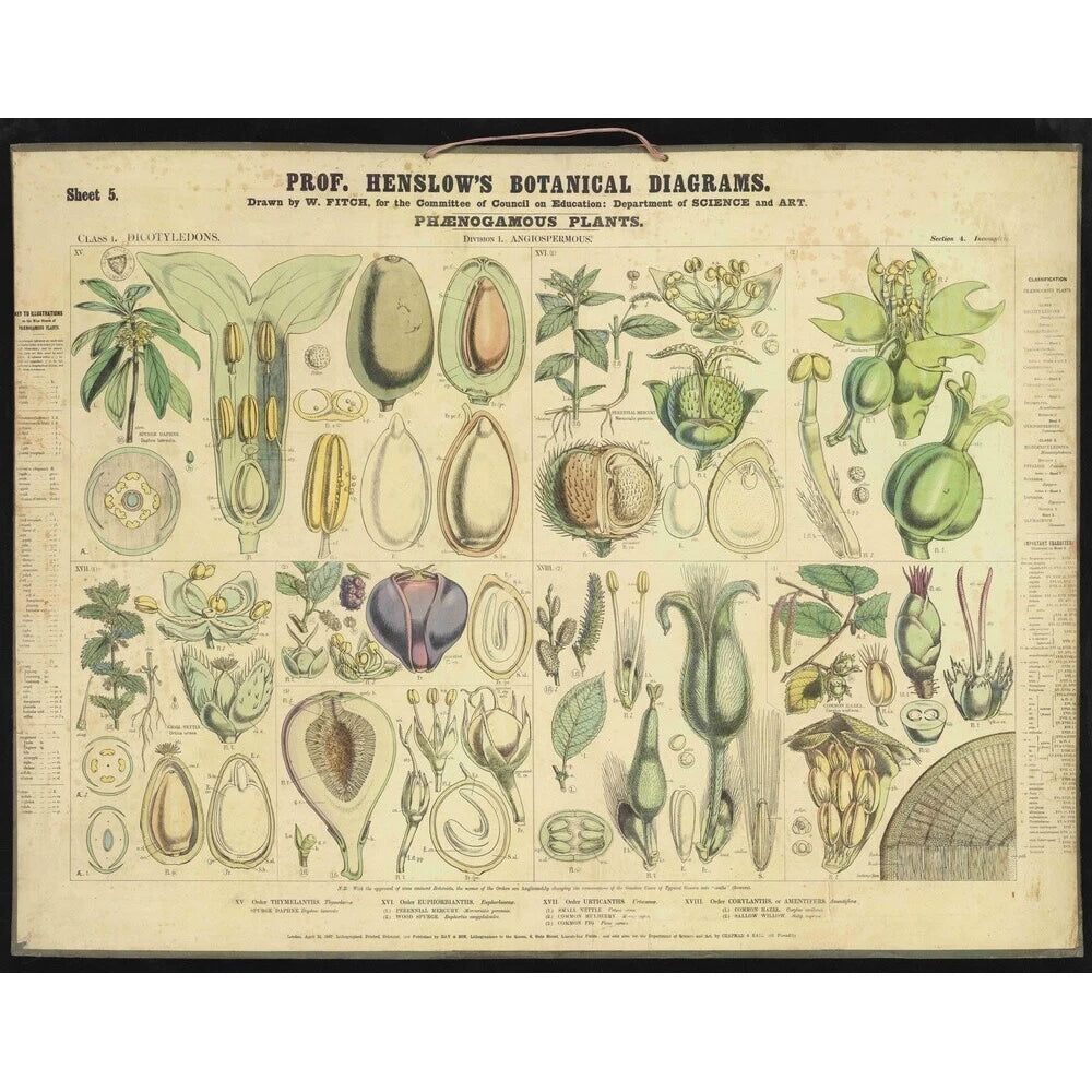 Professor Henslow's Botanical Diagrams: Sheet 5 - Art print