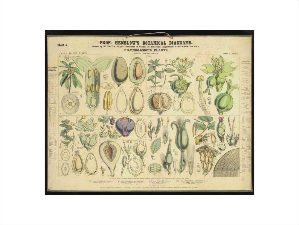 Professor Henslow's Botanical Diagrams: Sheet 5 - Art print