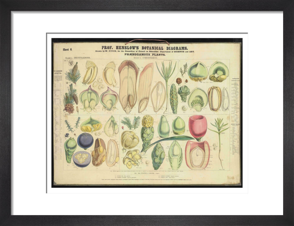 Professor Henslow's Botanical Diagrams: Sheet 6 - Art print