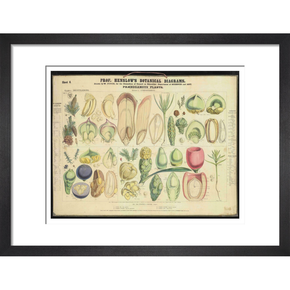 Professor Henslow's Botanical Diagrams: Sheet 6 - Art print