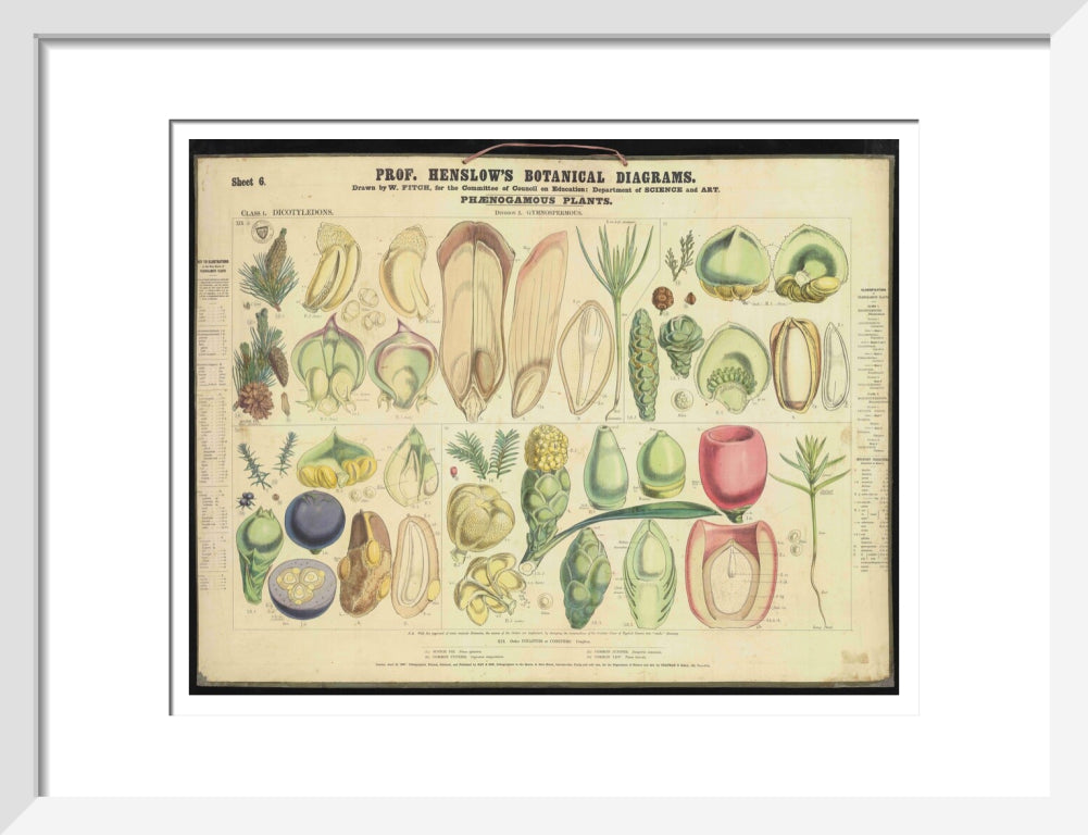 Professor Henslow's Botanical Diagrams: Sheet 6 - Art print