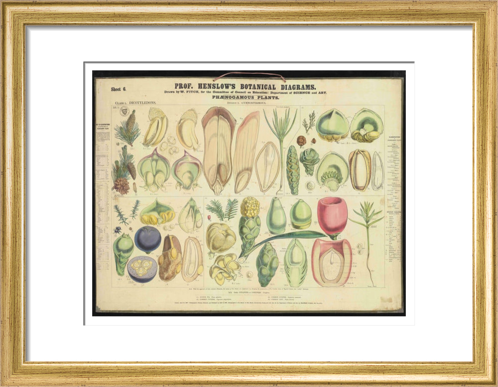 Professor Henslow's Botanical Diagrams: Sheet 6 - Art print