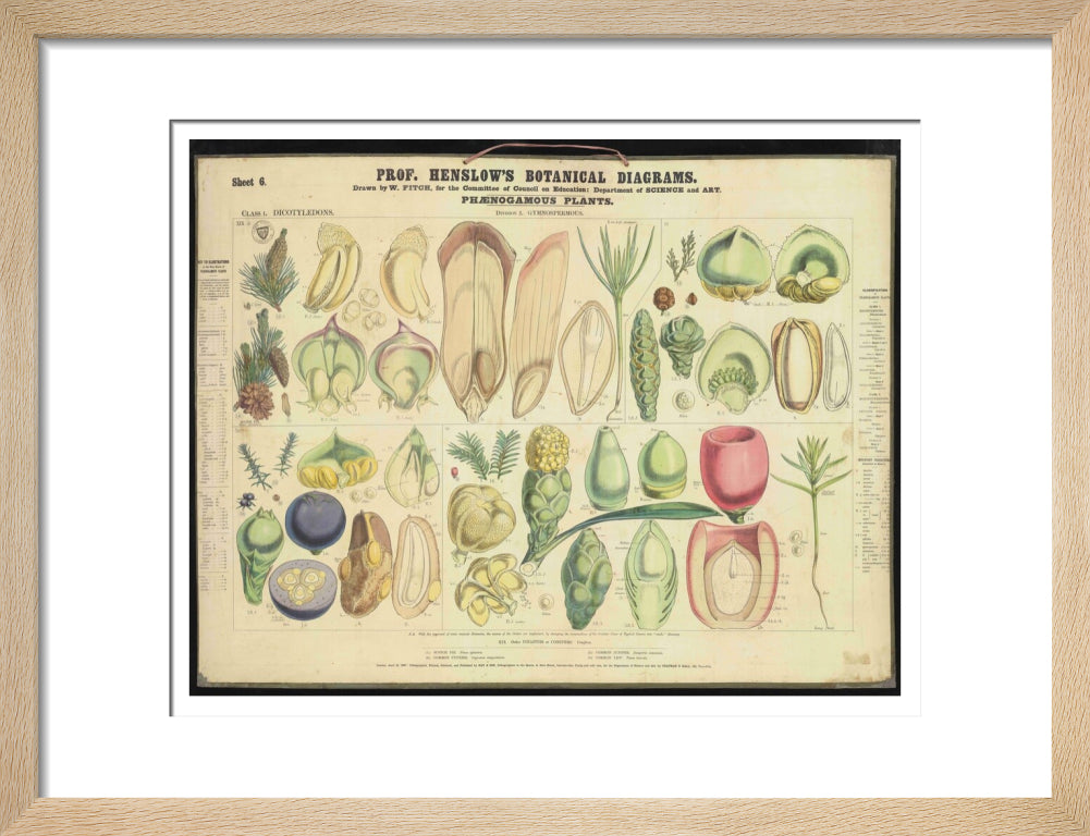 Professor Henslow's Botanical Diagrams: Sheet 6 - Art print