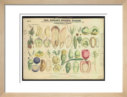Professor Henslow's Botanical Diagrams: Sheet 6 - Art print