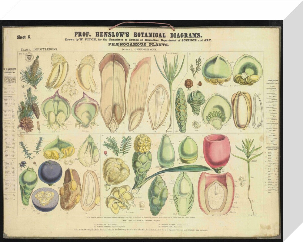 Professor Henslow's Botanical Diagrams: Sheet 6 - Art print