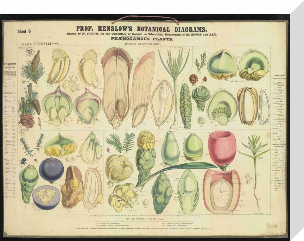 Professor Henslow's Botanical Diagrams: Sheet 6 - Art print