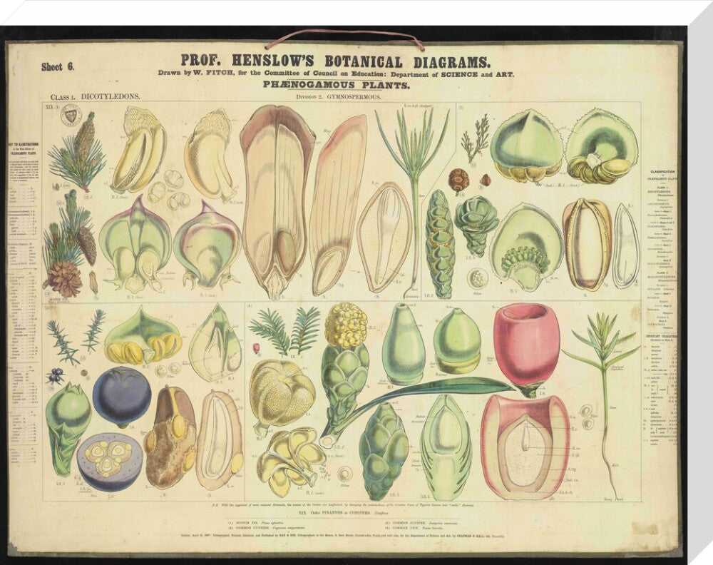 Professor Henslow's Botanical Diagrams: Sheet 6 - Art print