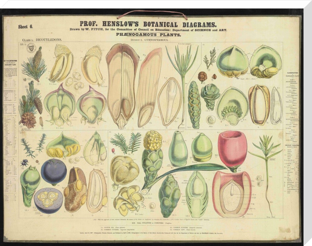 Professor Henslow's Botanical Diagrams: Sheet 6 - Art print