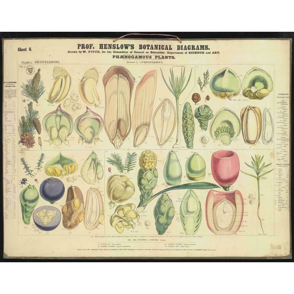 Professor Henslow's Botanical Diagrams: Sheet 6 - Art print