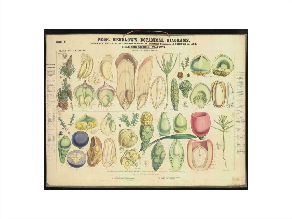 Professor Henslow's Botanical Diagrams: Sheet 6 - Art print