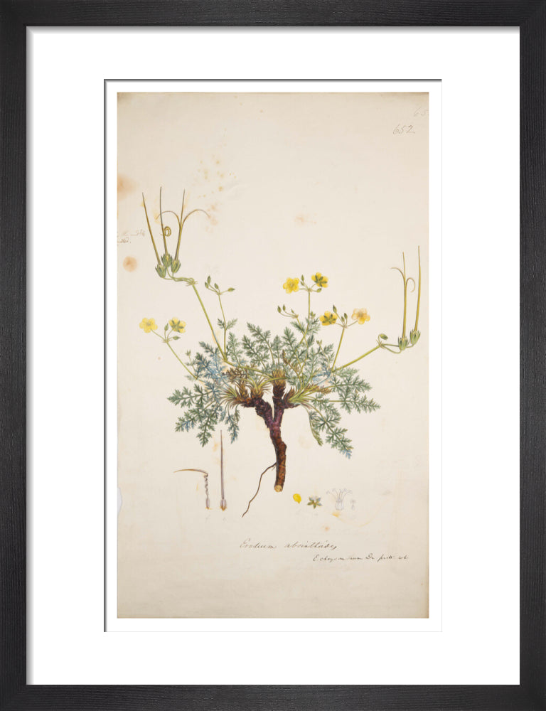 Erodium absinthoides - Art print