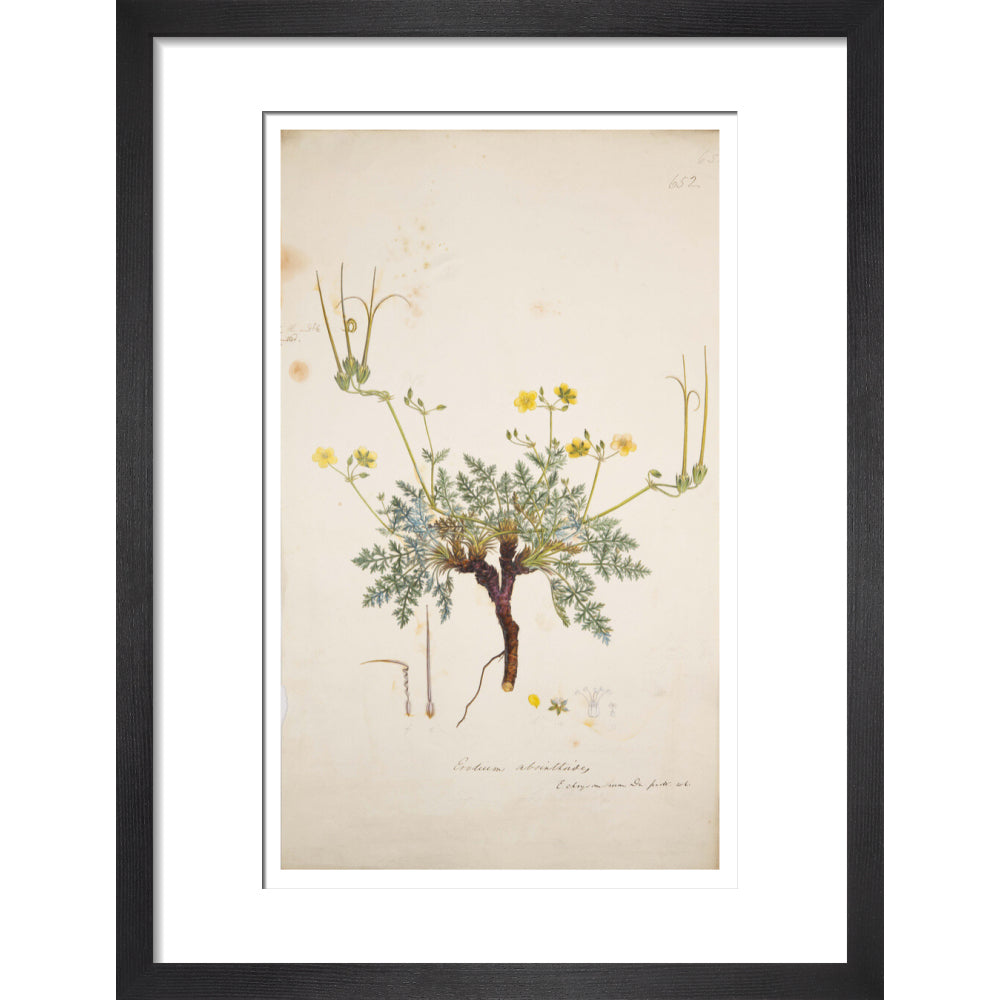 Erodium absinthoides - Art print
