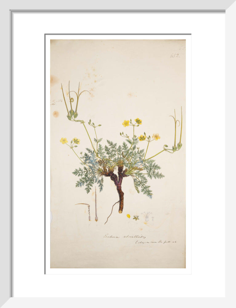 Erodium absinthoides - Art print