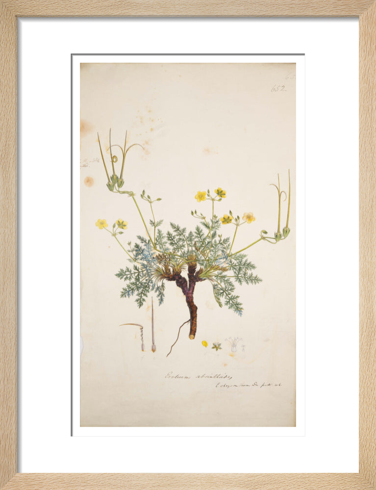Erodium absinthoides - Art print