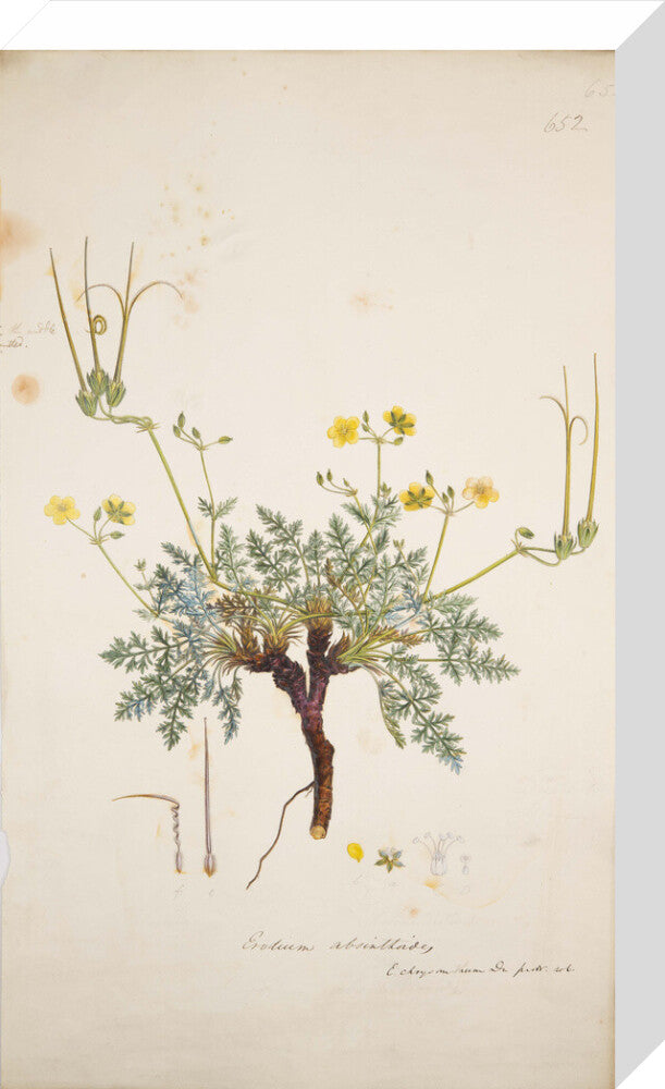 Erodium absinthoides - Art print
