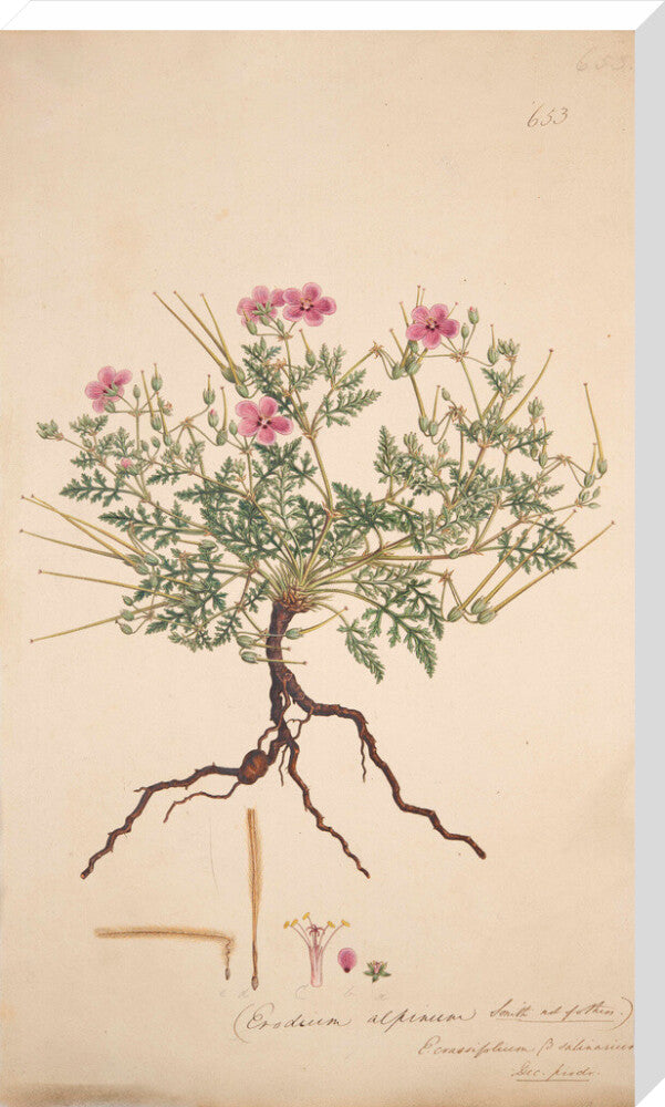 Erodium alpinum - Art print
